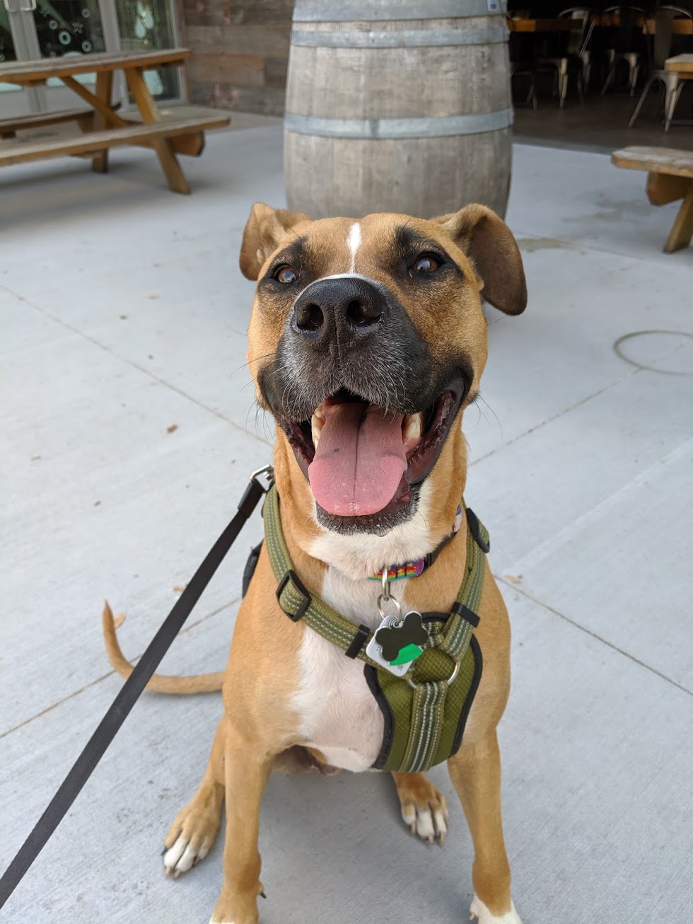 dog